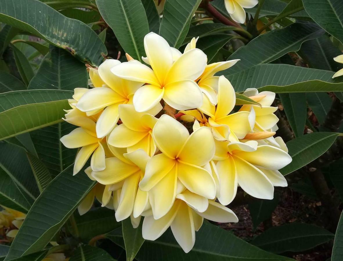 Gomera Garden. Vista Mar Altozano แอร์มิกวา ภายนอก รูปภาพ
